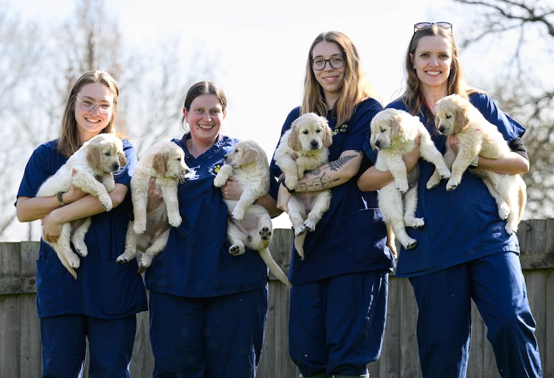 Trigger’s final litter for the charity Guide Dogs