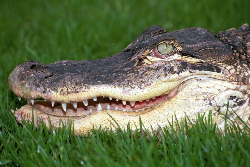 An alligator (Andrew Forsyth/PA)
