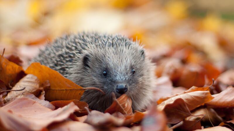 Hedgehogs are among more than 40% of UK species which are in decline in recent years because of pesticide use and a loss of habitat (Tom Marshall/PA)