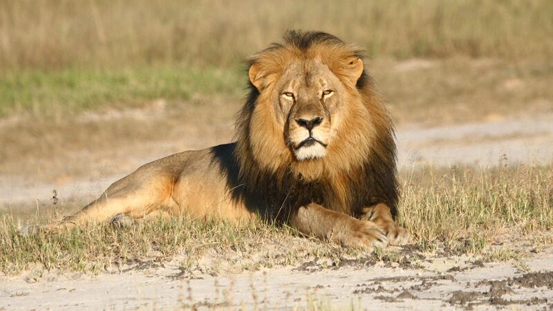 &nbsp;Cecil the lion rests in Hwange National Park, in Hwange, Zimbabwe