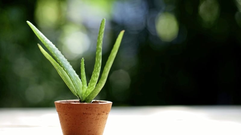 Aloe vera contains plant sterols, thought to have an anti-inflammatory effect 