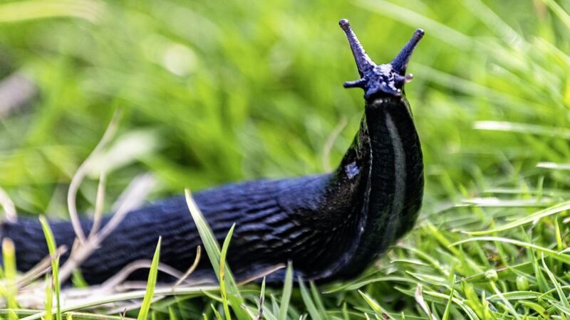 Slug pellets containing metaldehyde will be banned in Britain from 2020 