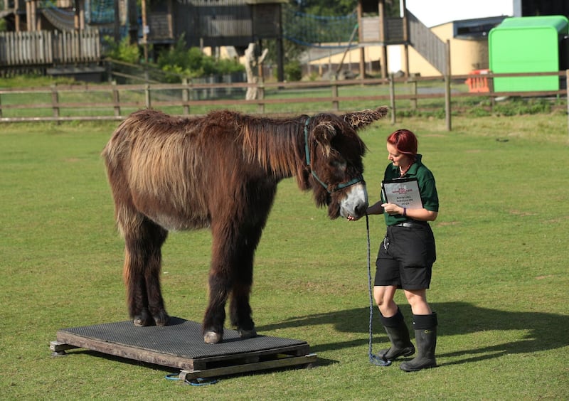 Annual weigh-in at Whipsnade Zoo