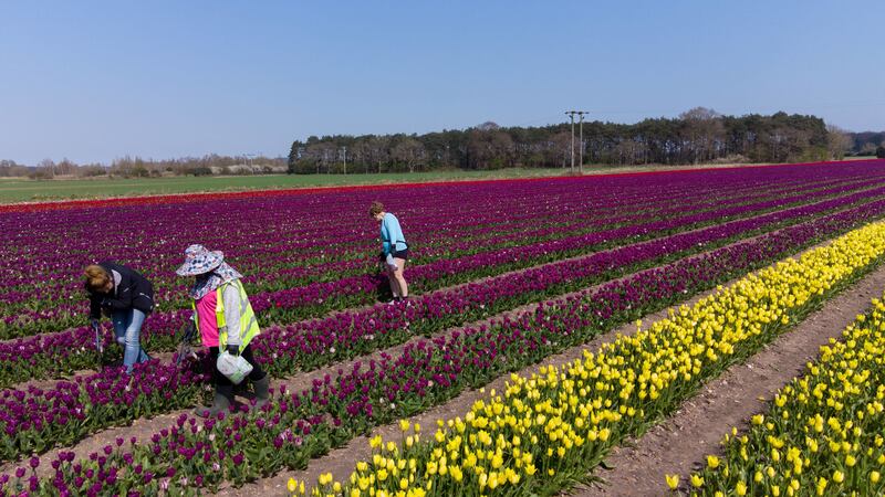 The grower was forced to close to the public during the first lockdown in England last year