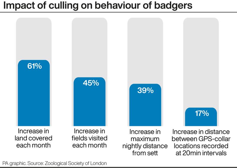 A graphic showing the impact of culling on behaviour of badgers