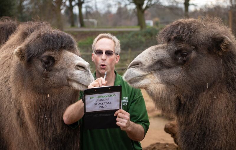 Zookeeper Mick Tiley counts Bactrian Camels Noemie (left) and Ghengis 