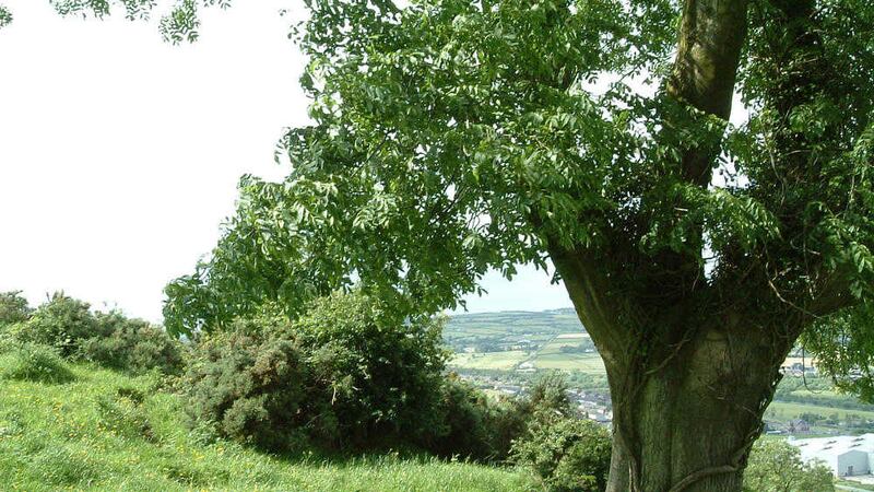 There are concerns over the future of ash trees in Ireland 