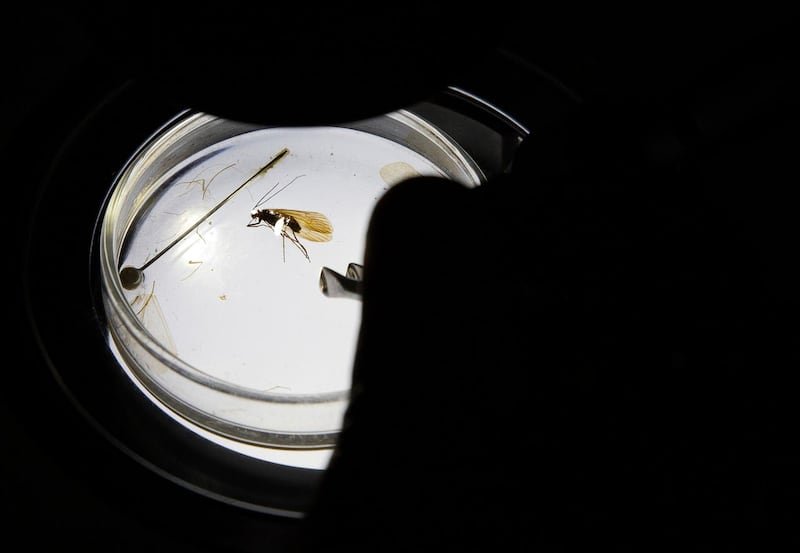 Professor Halil Ibrahimi inspects an insect named Potamophylax coronavirus inside a lab in Pristina 
