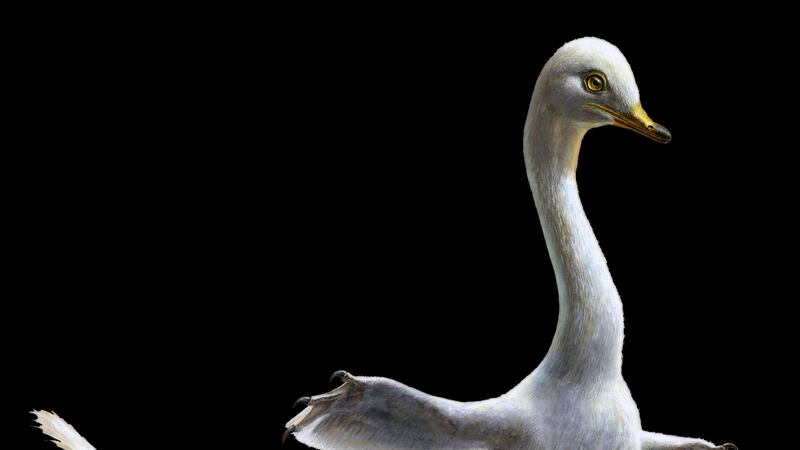 Semi-aquatic dinosaur Halszkaraptor had the graceful neck of a swan and the vicious claws of Velociraptor