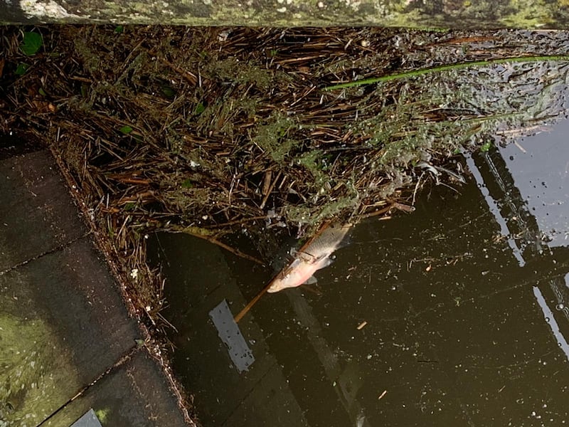 A dead fish at Toome Canal