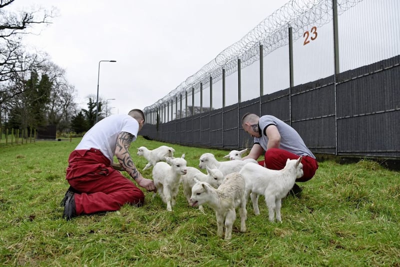 Students at Hydebank Wood College with the kid goats they helped deliver. Picture by Michael Cooper 