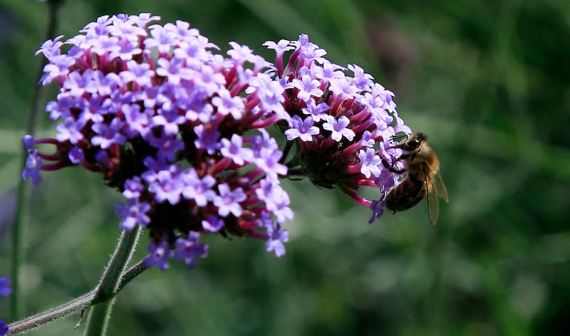 A bee amongst flowers.