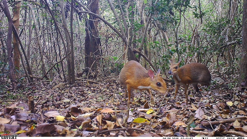 The silver-backed chevrotain was last documented alive three decades ago.