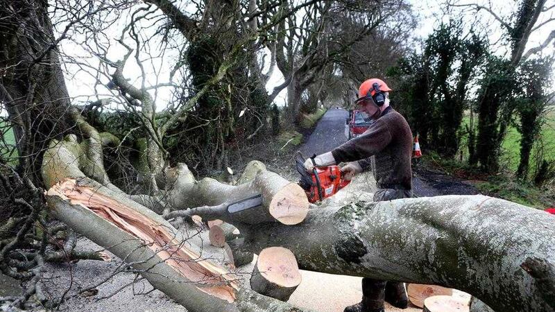 Farmers work to clear Dark Hedges beech trees uprooted in Storm Gertrude 