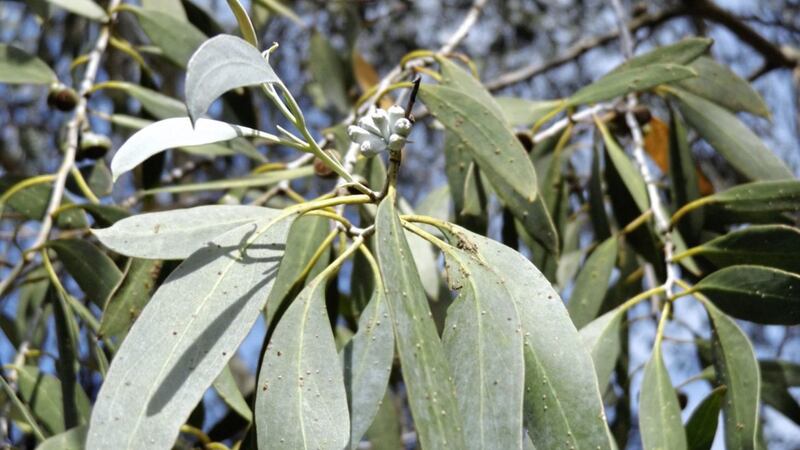 Eucalyptus trees are easy to grow as they adapt well to a wide range of soils 