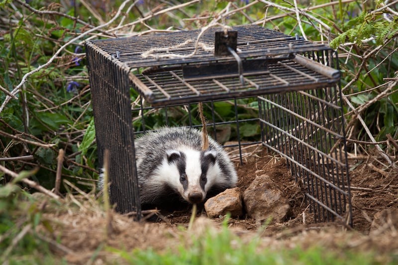 A badger being released (Seth Jackson/PA)