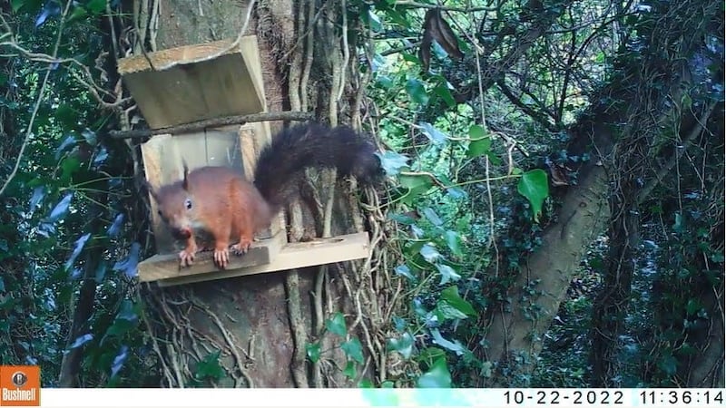 A screengrab of a red squirrel at a feeder at Castle Ward