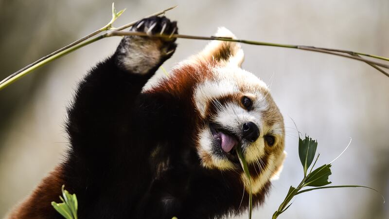 Smithsonian’s National Zoo posted a video of Asa the red panda eating her snacks.