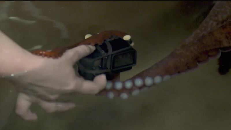 The staff at Vancouver Aquarium gave Mystique the Octopus her very own GoPro.