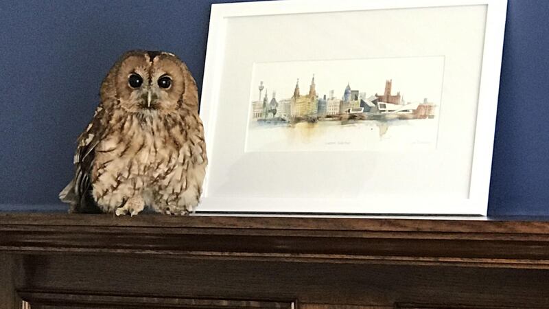 The bird came back to sit on the mantlepiece after being released from the house in Southport the previous day.