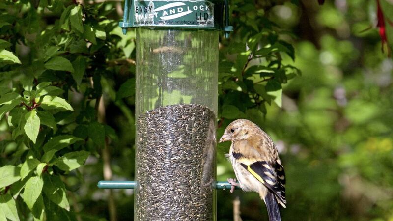 Having a mix of feeders is best to ensure all birds can access some food 