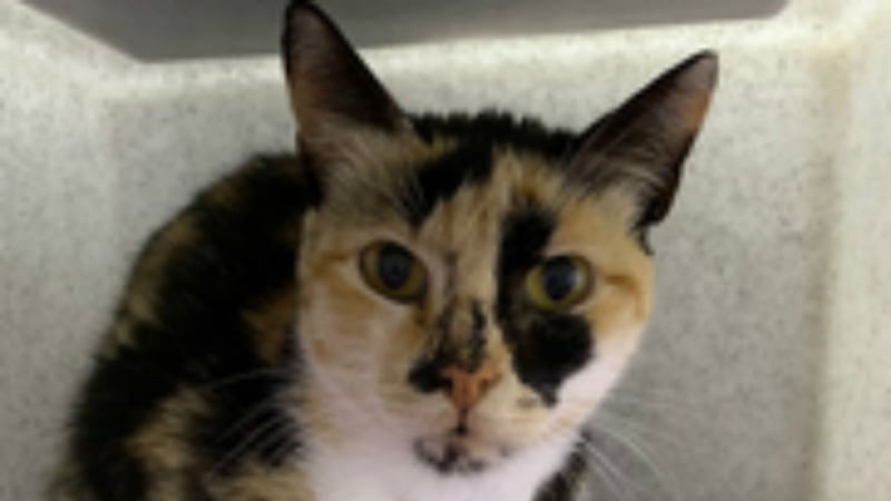 The tortoiseshell cat, thought to be about a year old, was discovered in a container which arrived at Southampton in April.