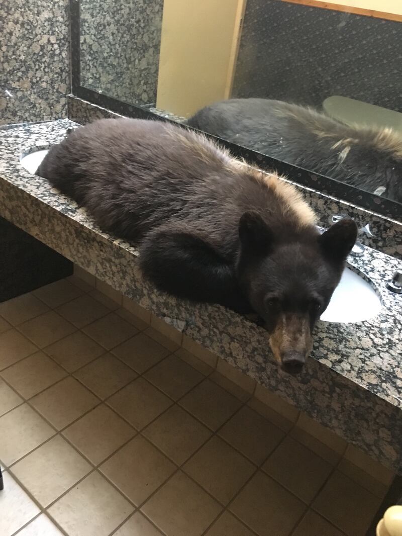 A bear curled up in a restaurant restroom