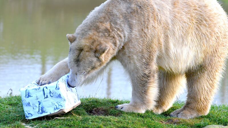 UK zoos having been getting into the Christmas spirit by giving out presents to their animals, including snacks, aftershave and used kayaks.