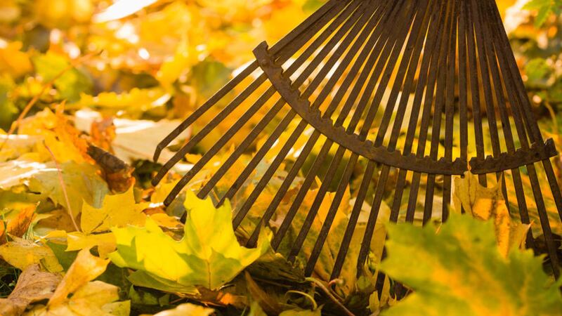 Leaves are best raked when the weather is dry and the air still 