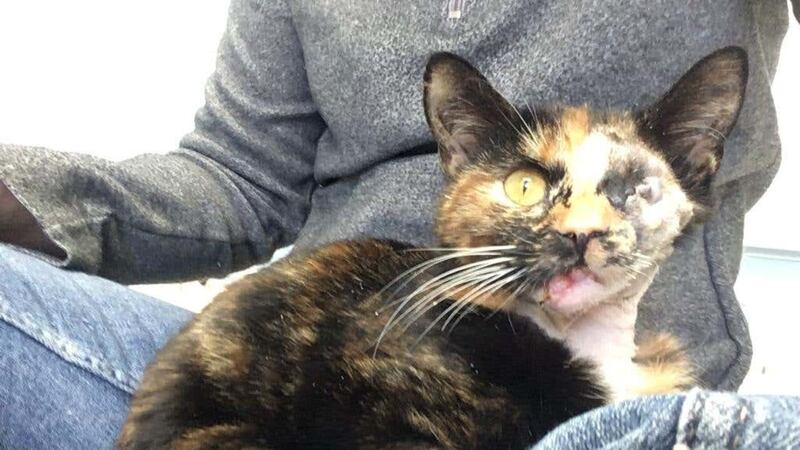 Trudie the miracle cat is on a hunt for a new home.