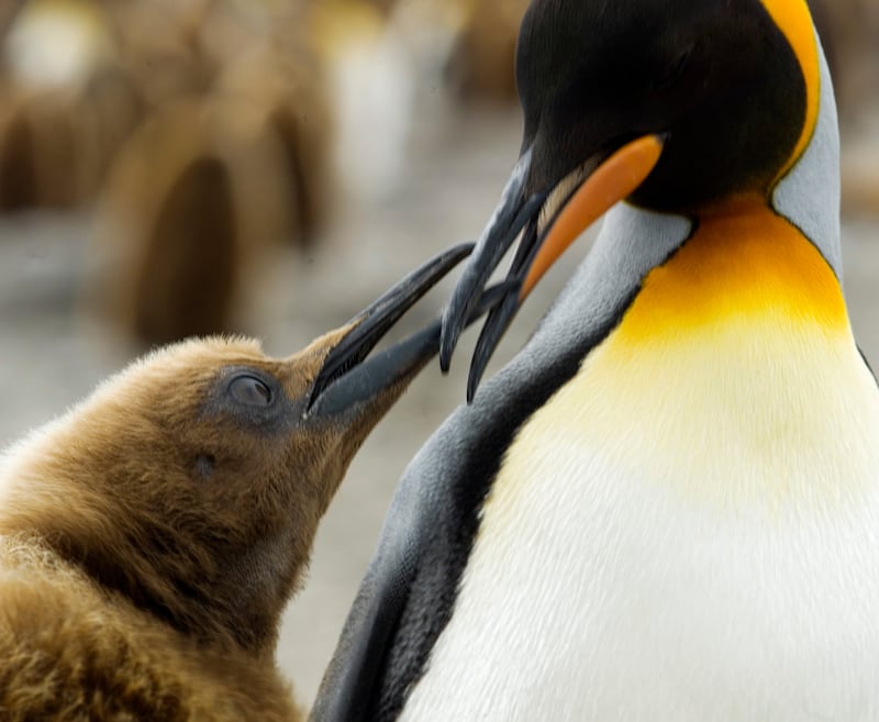 Baby king penguin 