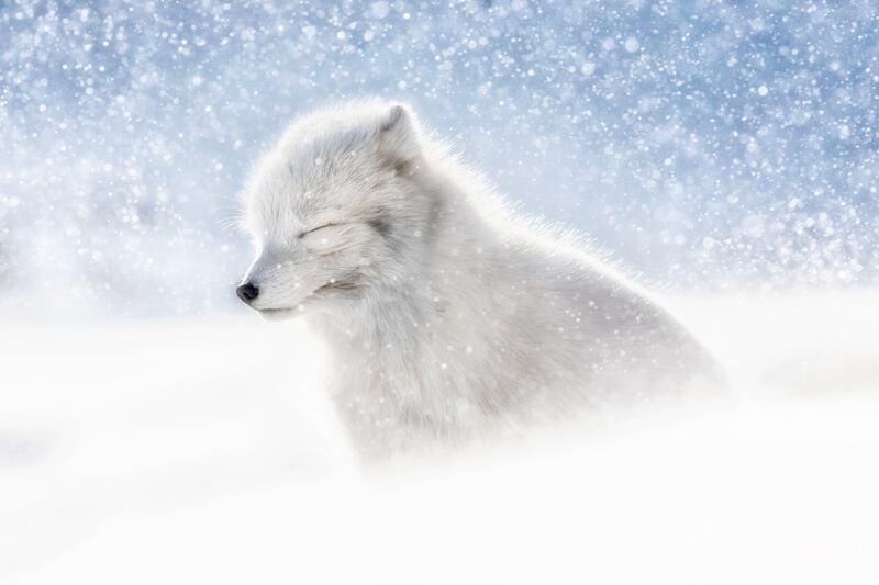 Arctic Fox in snow, Northern Svalbard, Norway (Marco Gaiotti)