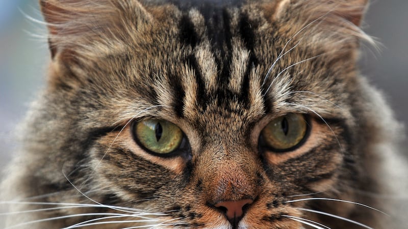 Microchipping for pet cats is due to become compulsory from June as part of a drive to crack down on pet theft