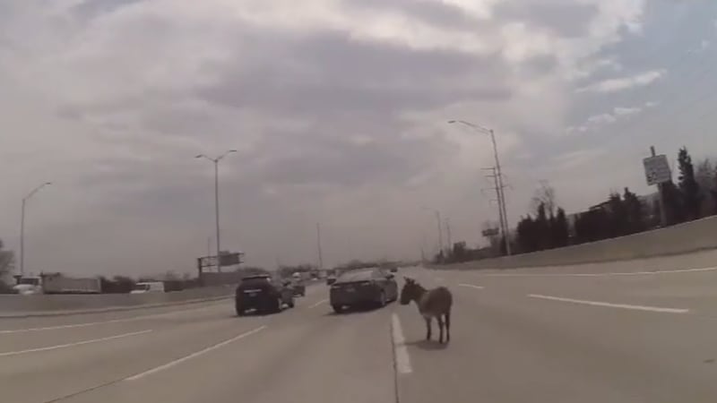 An officer at Cook County Sheriff’s Office in Chicago rescued a donkey from where it was wandering in the middle of a busy road.