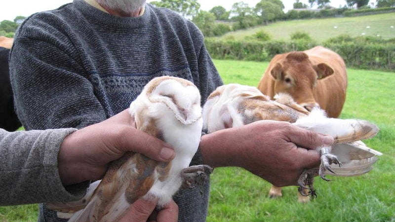 Barn owl chicks being rings at Ards Peninsula 