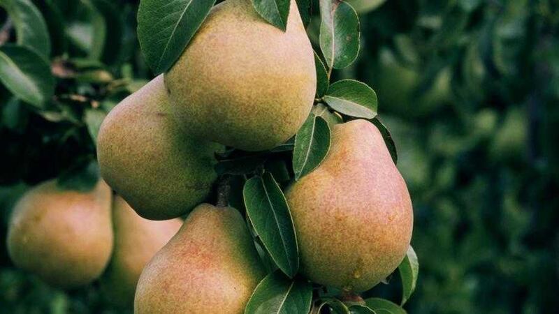 When it comes to pears you can&#39;t go wrong with Pyrus communis &#39;Doyenne du Comice&#39; 