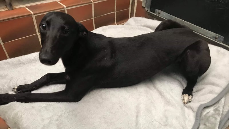The Scottish SPCA has now launched an appeal to find anyone who recognises the lurcher.