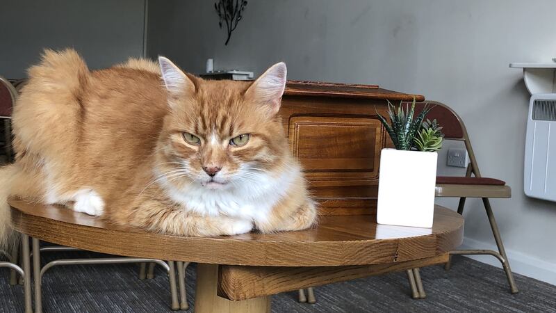 Ginger tomcat Paddy has attended more than 100 burials at the site near his Merseyside home.