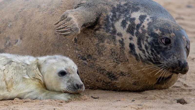 A record 2,034 seals were born last year at a beach in Horsey, Norfolk.