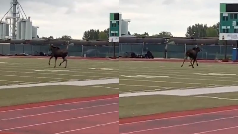 University of North Dakota Police posted videos of the moose walking around the University of North Dakota’s campus and athletics track.