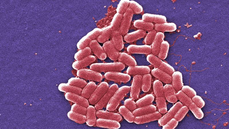 Researchers sequence the genomes of thousands of species of bacteria to shed light on antibiotic resistance.