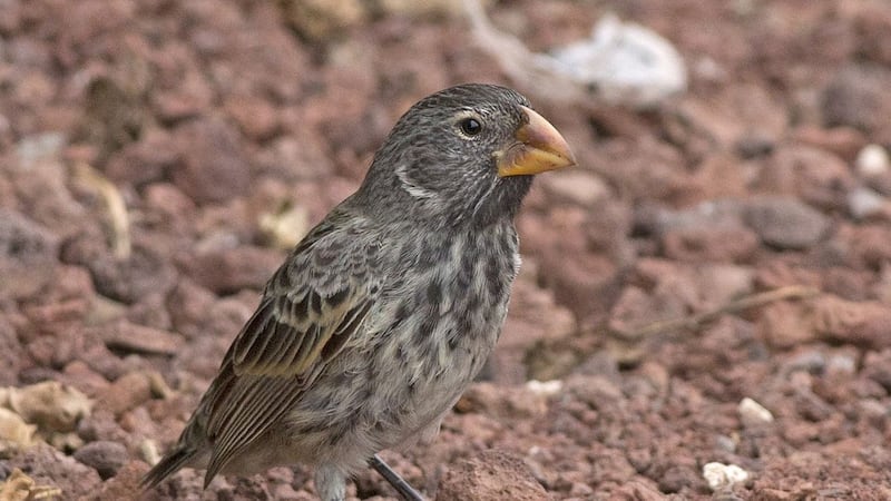 If they were the same size, the King of the Dinosaurs would have no chance against the Galapagos large ground finch, study finds.