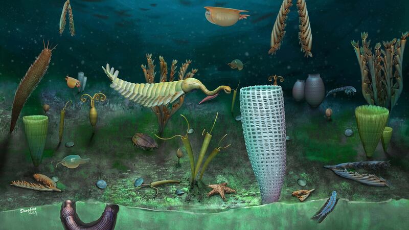 Extraordinary new fossils, including many soft-bodied creatures, have been discovered near Llandrindod Wells in Powys.