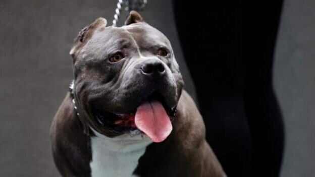 British ban on bully breed, vets, animal welfare experts argue will not be effective 
