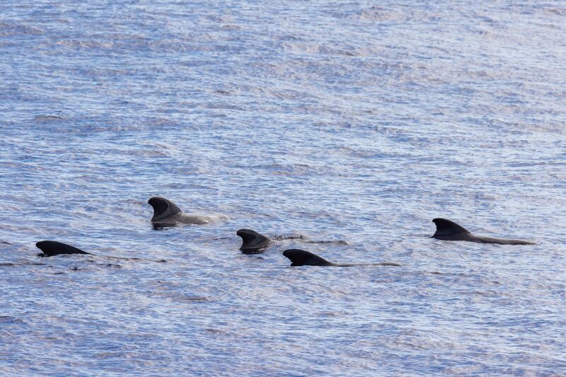 Short-finned pilot whales seen during the journey
