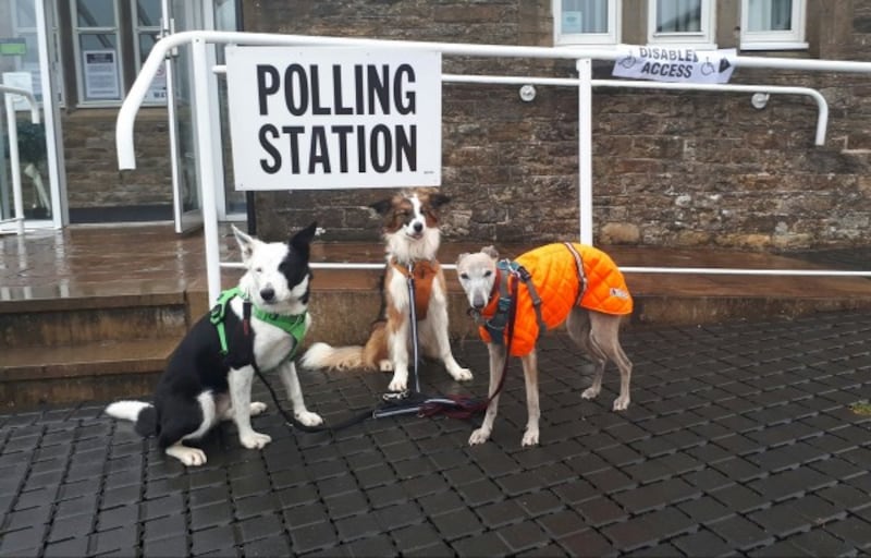 three dogs at polling stations (Katie Clarke)