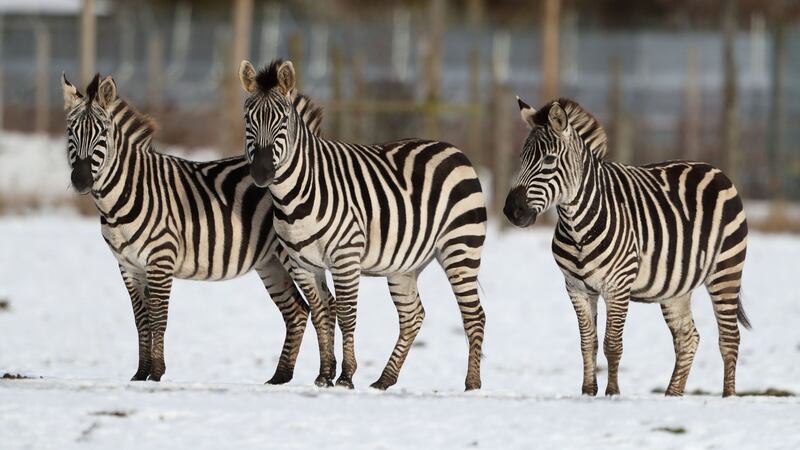 Be Smart, How the Zebra Really Got Its Stripes?