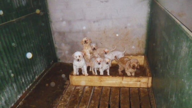 Some of the puppies found at a property in Armagh in November 2021. Picture: Armagh, Banbridge and Craigavon Borough Council