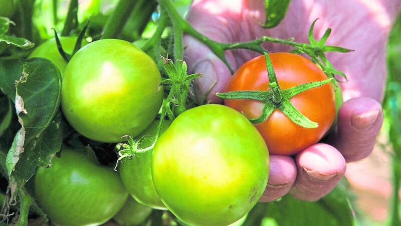 Tomato growers are raising concerns about the size of &#39;Gardener&#39;s Delight&#39; variety 