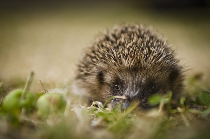 Hedgehogs are among the species whose numbers have declined in the past 20 years (Luke Millward/Mammal Society/PA)